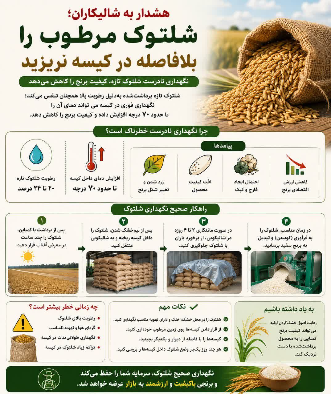 نگهداری صحیح شلتوک پس از برداشت