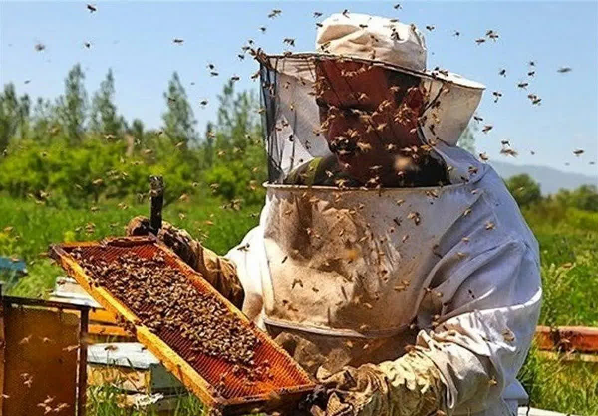رشد ۶ درصدی تعداد کلنی‌های زنبور عسل در قم