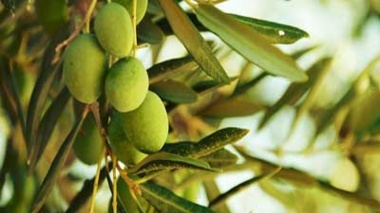 کاهش وابستگی به سموم شیمیایی در باغ‌های زیتون/ راهکار زیستی پژوهشگران گیلان خسارت مگس زیتون را ۲۰ درصد کاهش داد