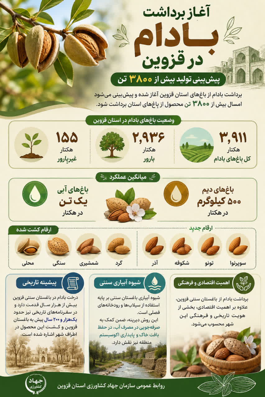 برداشت بادام از باغات استان قزوین