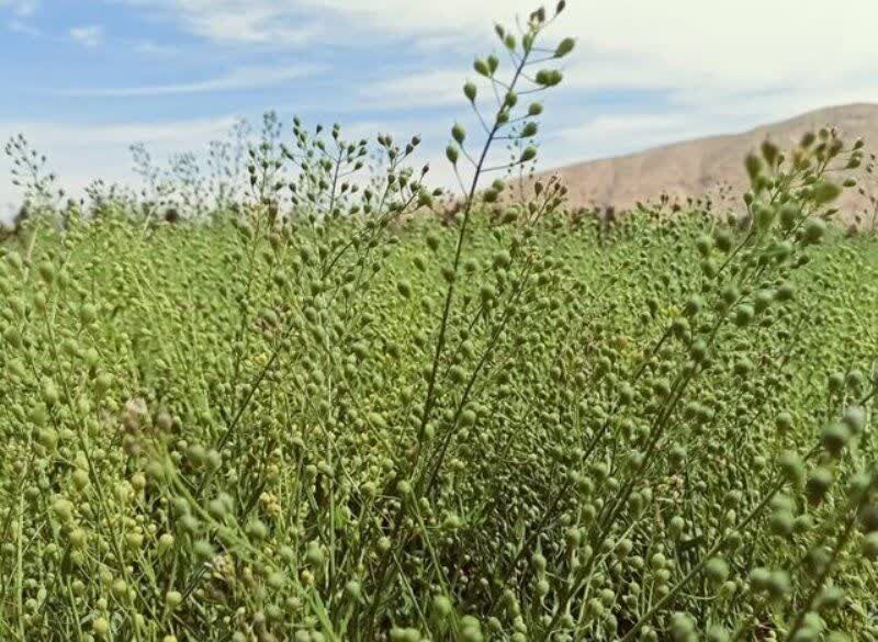 خراسان‌شمالی در مسیر افزایش ۲۲ درصدی کشت کاملینا