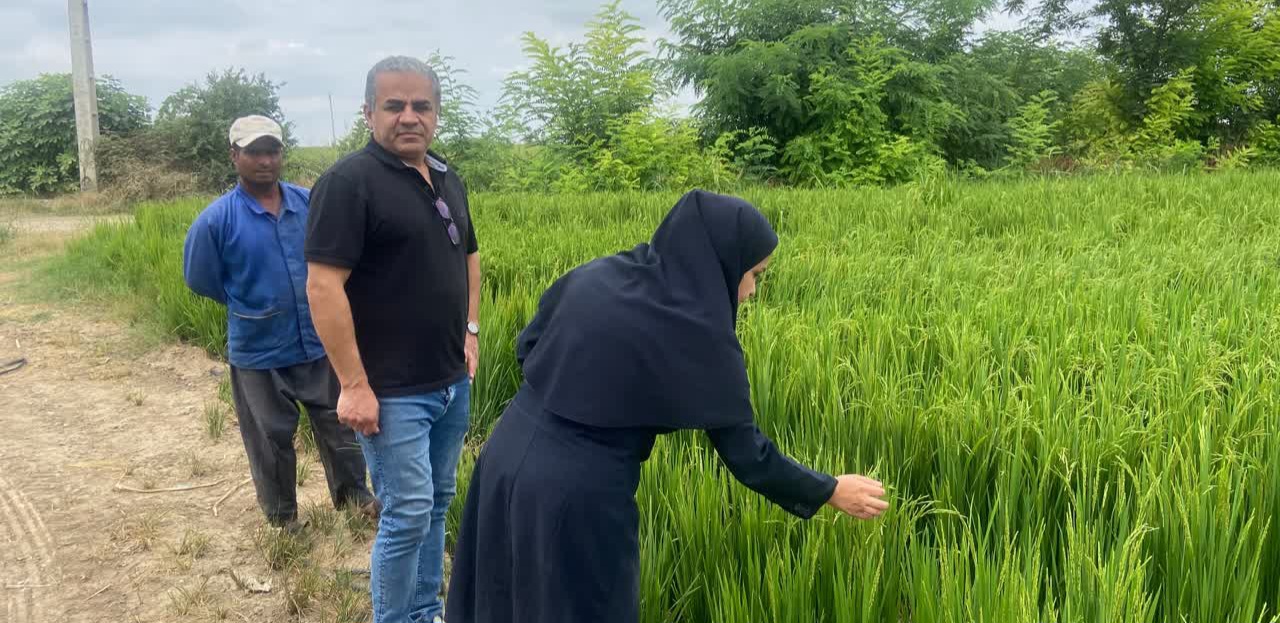 بازدید از مزارع شالی خشکه کاری تحت پوشش مرکز جهادکشاورزی سرخنکلاته شهرستان گرگان