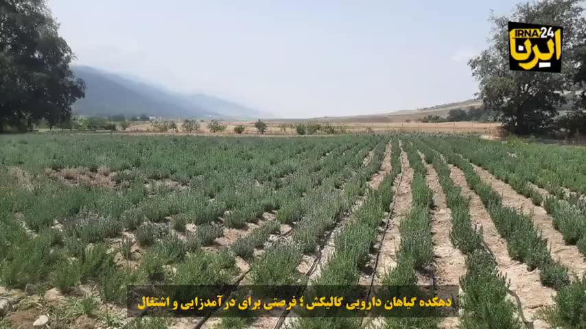 دهکده گیاهان دارویی گالیکش؛ فرصتی برای درآمدزایی و اشتغال