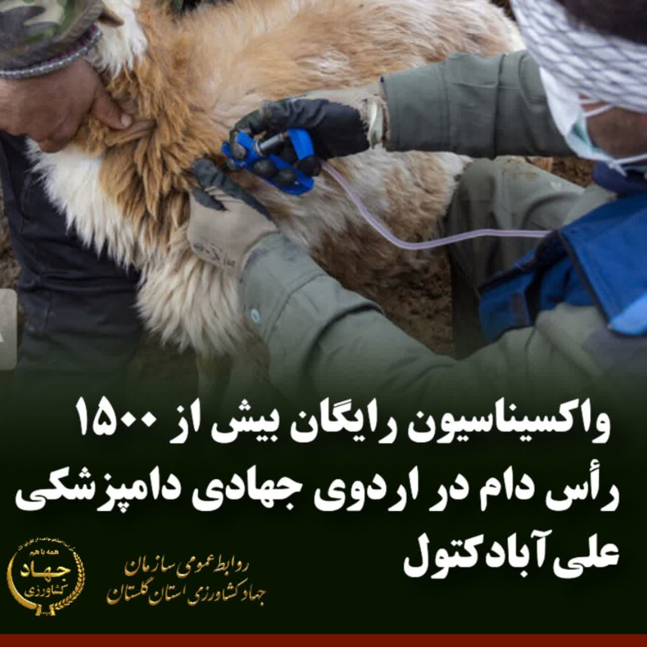  واکسیناسیون رایگان بیش از ۱۵۰۰ رأس دام در اردوی جهادی دامپزشکی علی‌آبادکتول