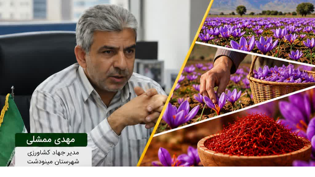  رشد ۷۰۰ درصدی سطح زیر کشت زعفران در مینودشت؛ پیش‌بینی تولید ۵ تن طلای سرخ